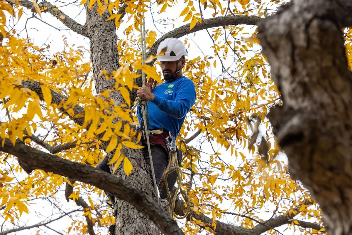 Skilled Tree Pruning crew working in Laceys Spring
