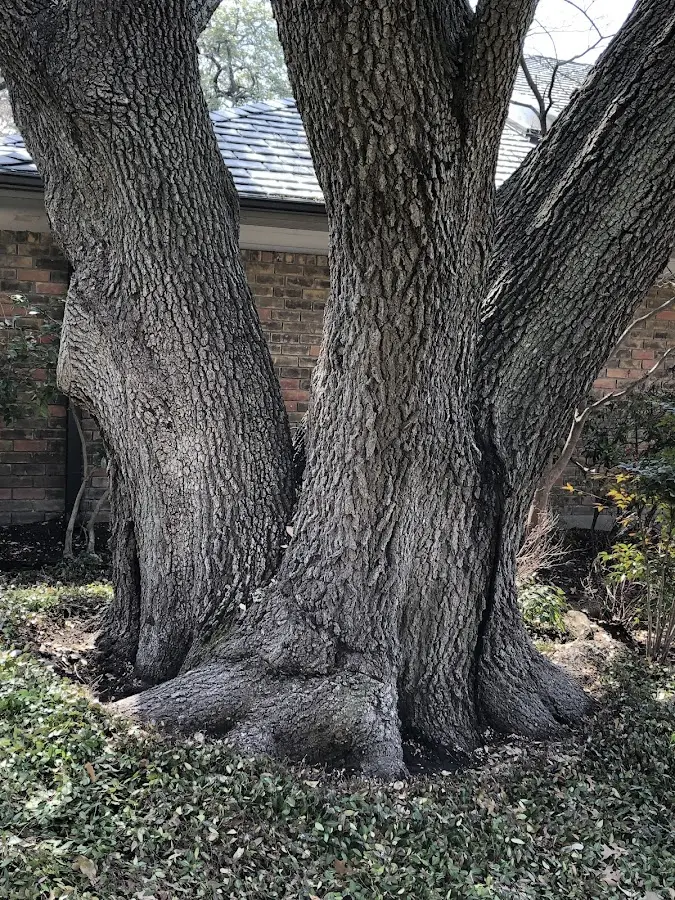 Mature heritage tree close to a Laceys Spring property cared for by certified arborists